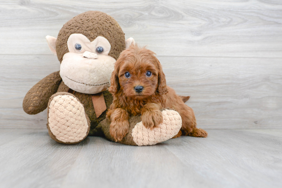 Cavapoo Pup Being Cute