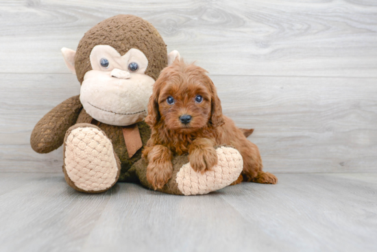 Cavapoo Pup Being Cute