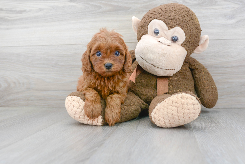 Best Cavapoo Baby