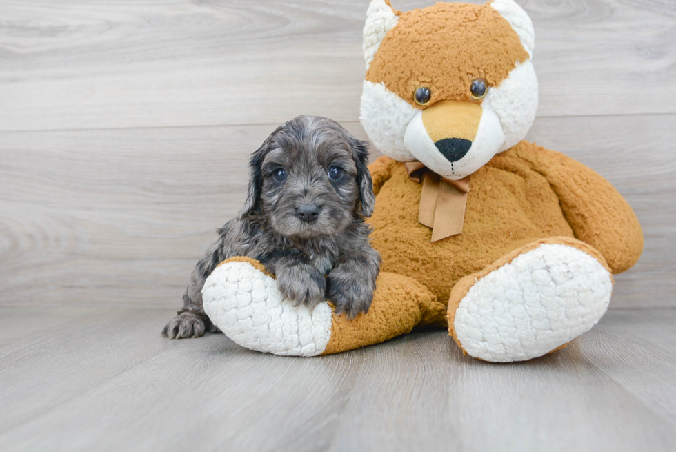 Funny Cavapoo Poodle Mix Pup