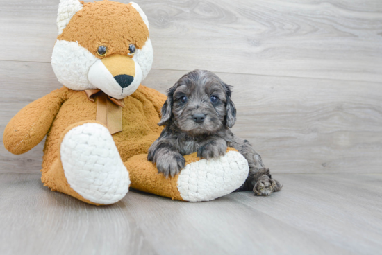 Cavapoo Puppy for Adoption