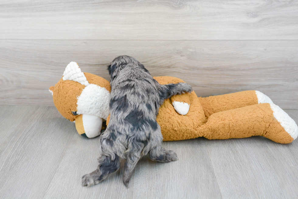 Hypoallergenic Cavoodle Poodle Mix Puppy