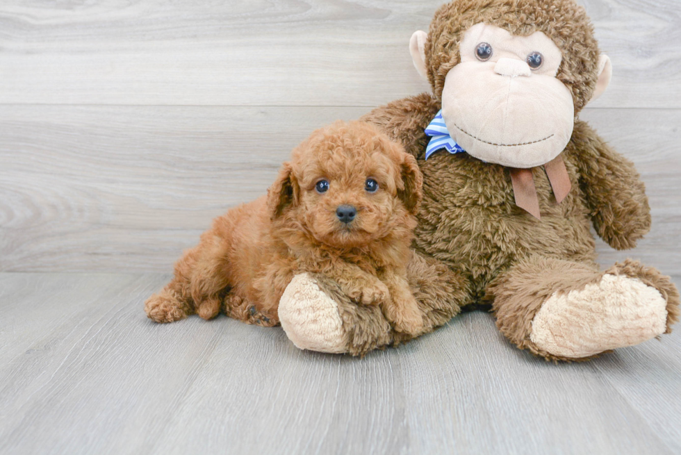 Best Cavapoo Baby