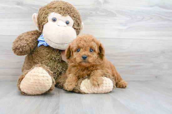 Best Cavapoo Baby