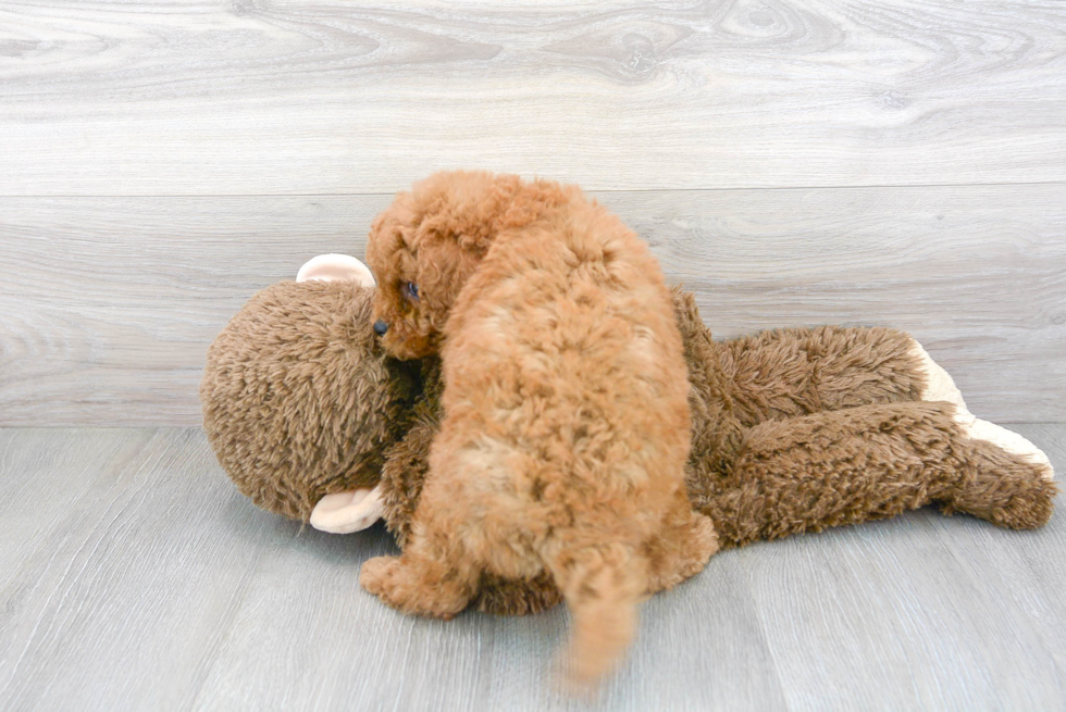 Little Cavoodle Poodle Mix Puppy