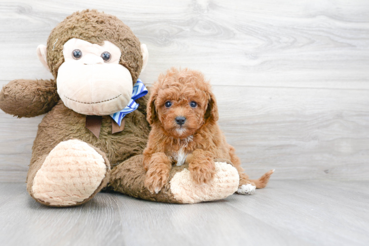 Best Cavapoo Baby