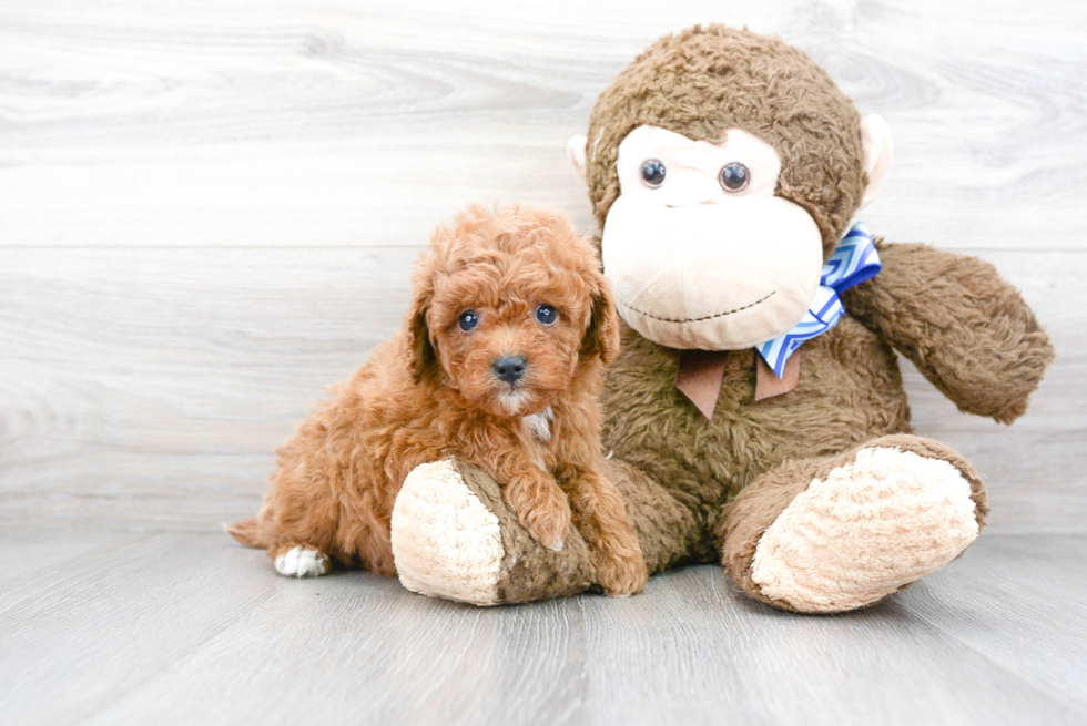 Cavapoo Puppy for Adoption