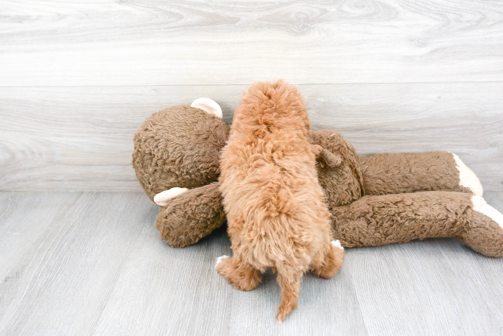 Playful Cavoodle Poodle Mix Puppy