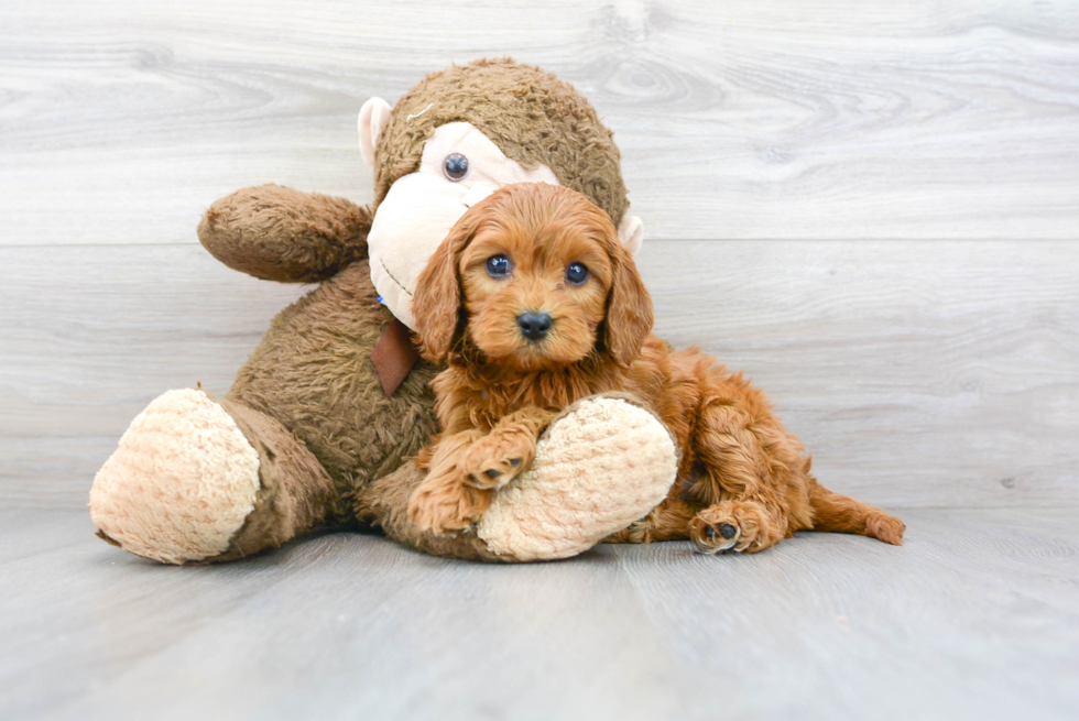 Cavapoo Puppy for Adoption