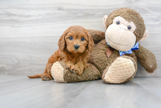 Playful Cavoodle Poodle Mix Puppy