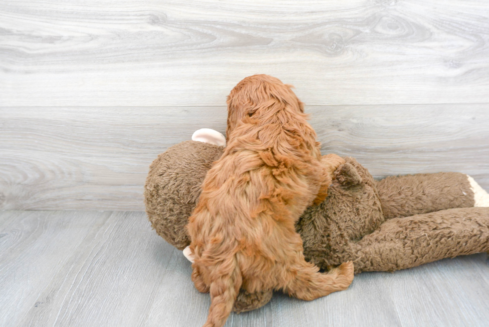 Cute Cavapoo Baby