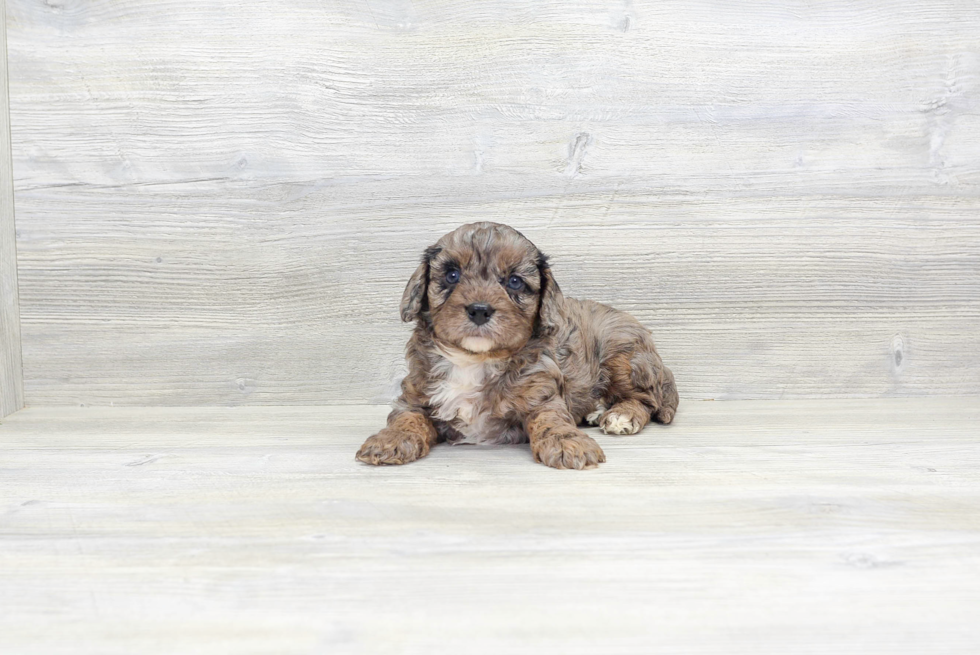 Energetic Cavoodle Poodle Mix Puppy