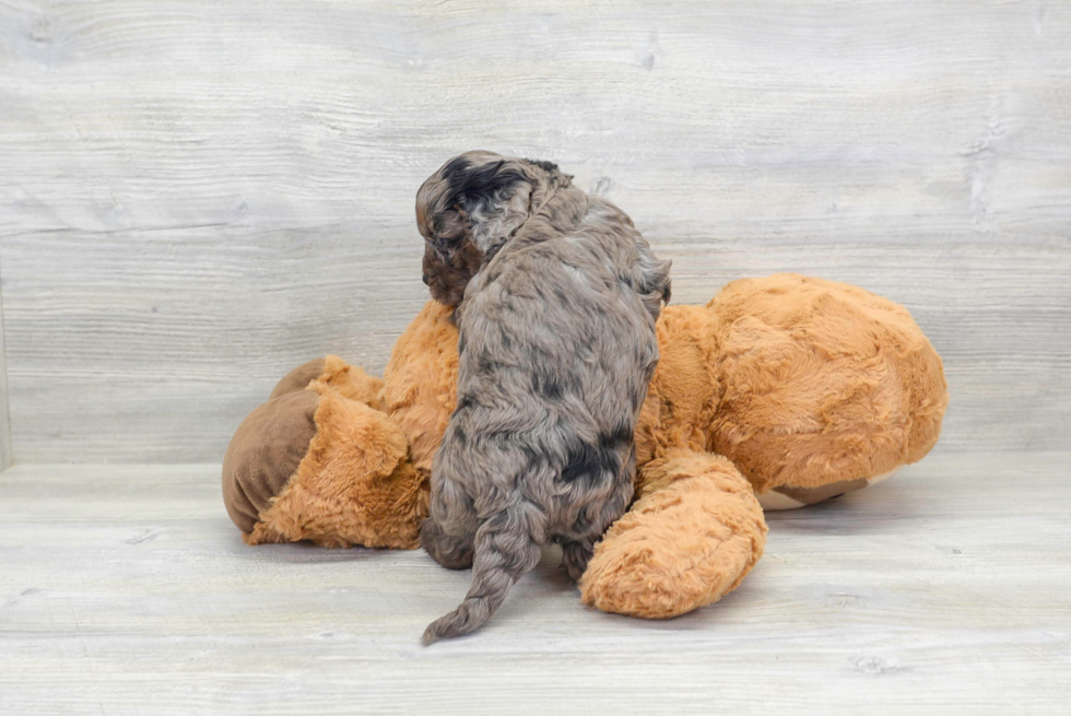 Petite Cavapoo Poodle Mix Pup