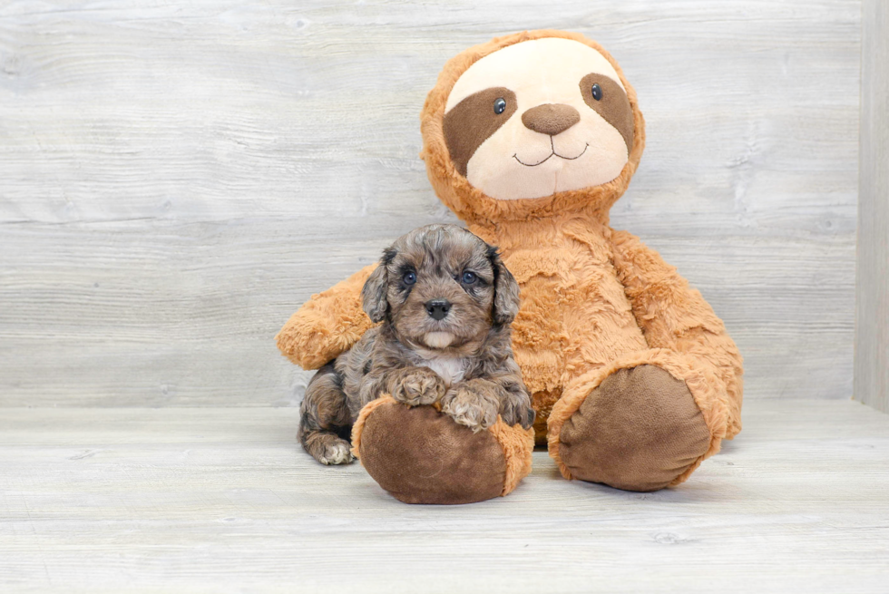 Hypoallergenic Cavoodle Poodle Mix Puppy