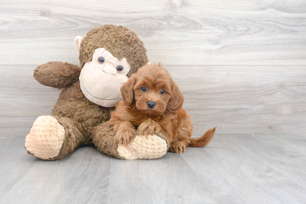 Popular Cavapoo Poodle Mix Pup