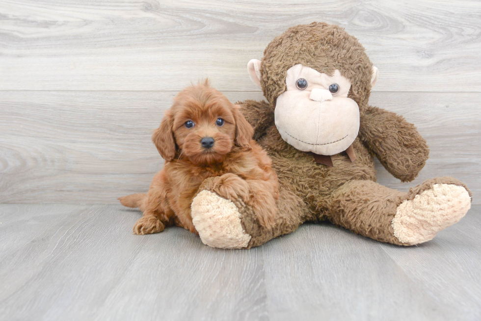 Best Cavapoo Baby