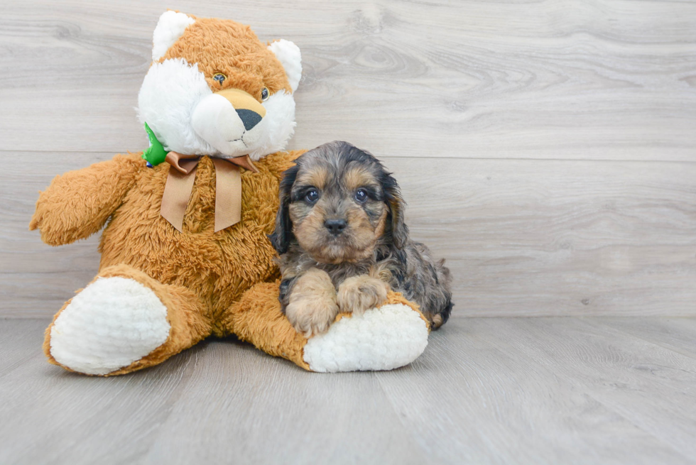 Small Cavapoo Baby