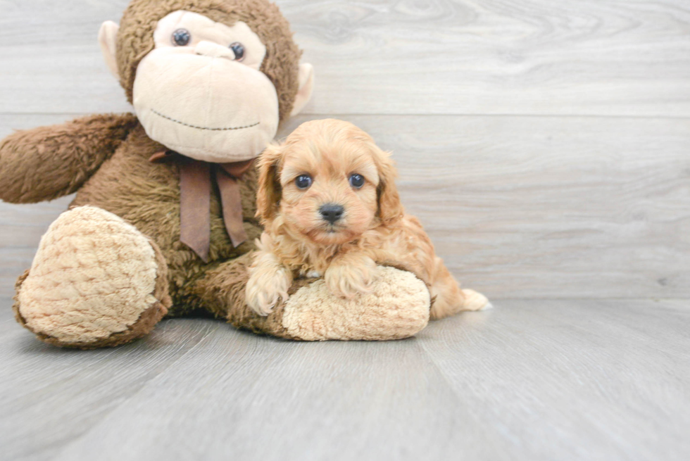 Best Cavapoo Baby