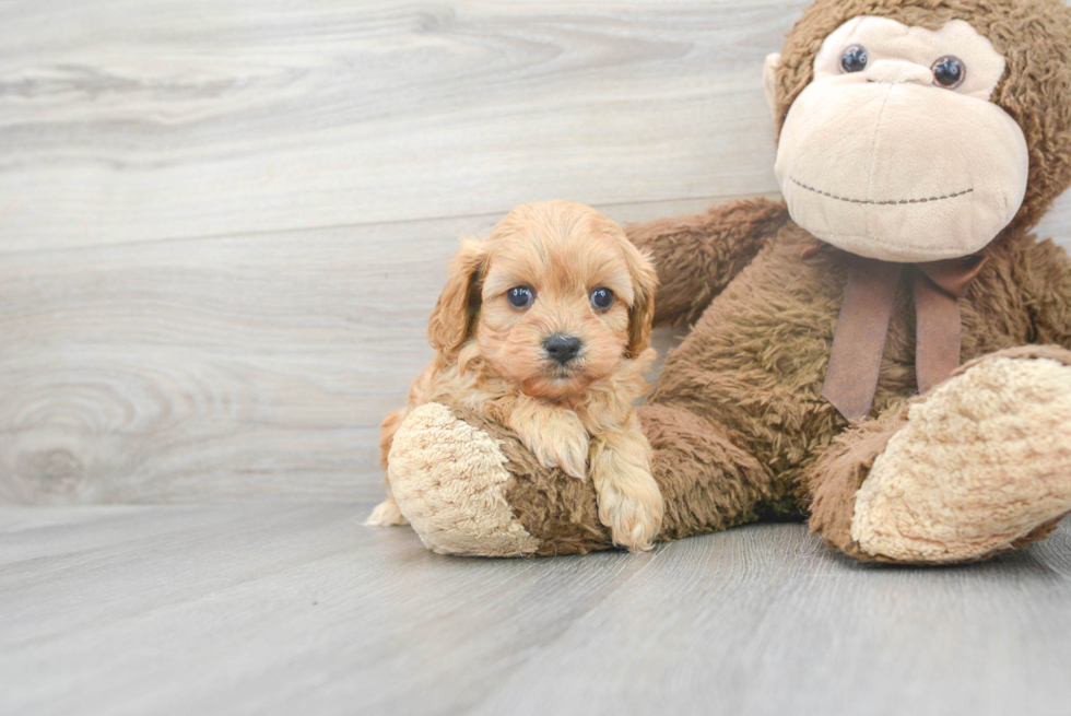 Playful Cavoodle Poodle Mix Puppy