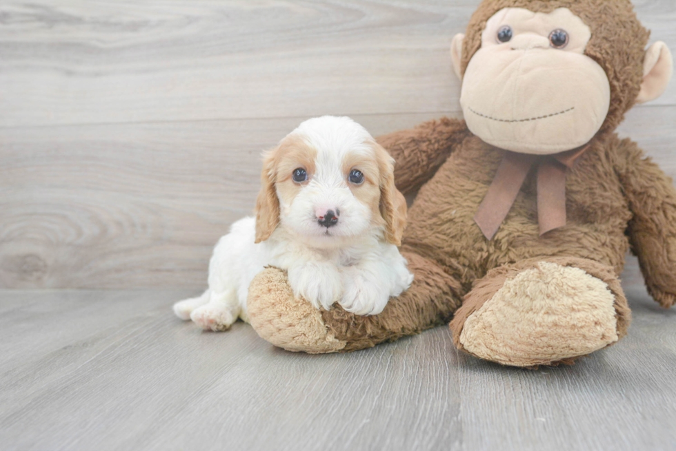 Sweet Cavapoo Baby