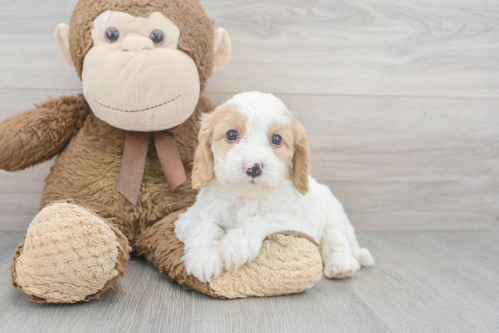 Little Cavoodle Poodle Mix Puppy