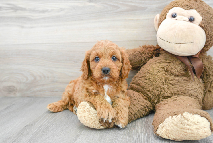 Hypoallergenic Cavoodle Poodle Mix Puppy