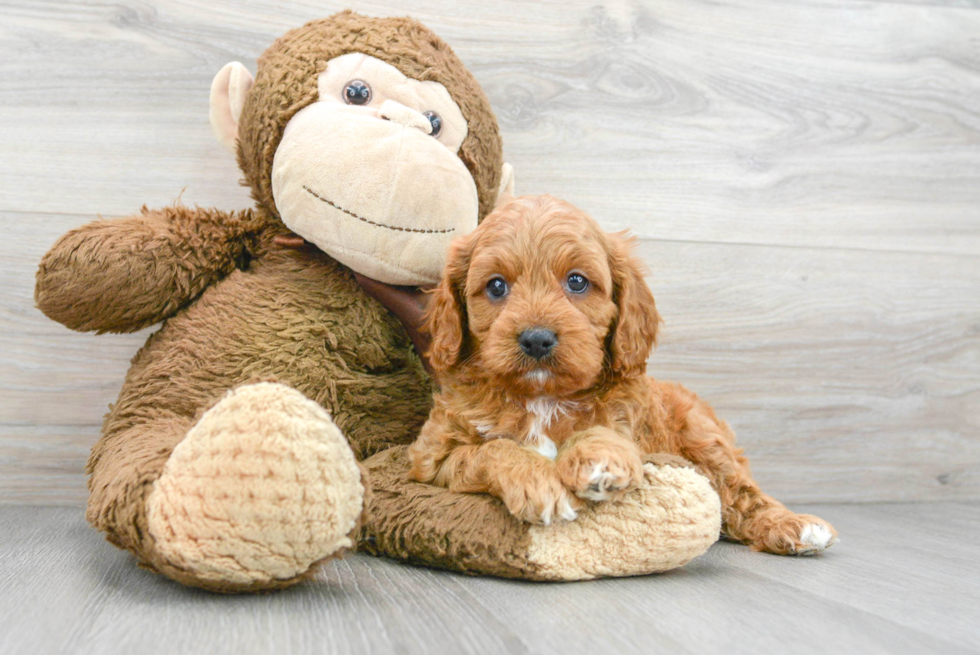 Best Cavapoo Baby