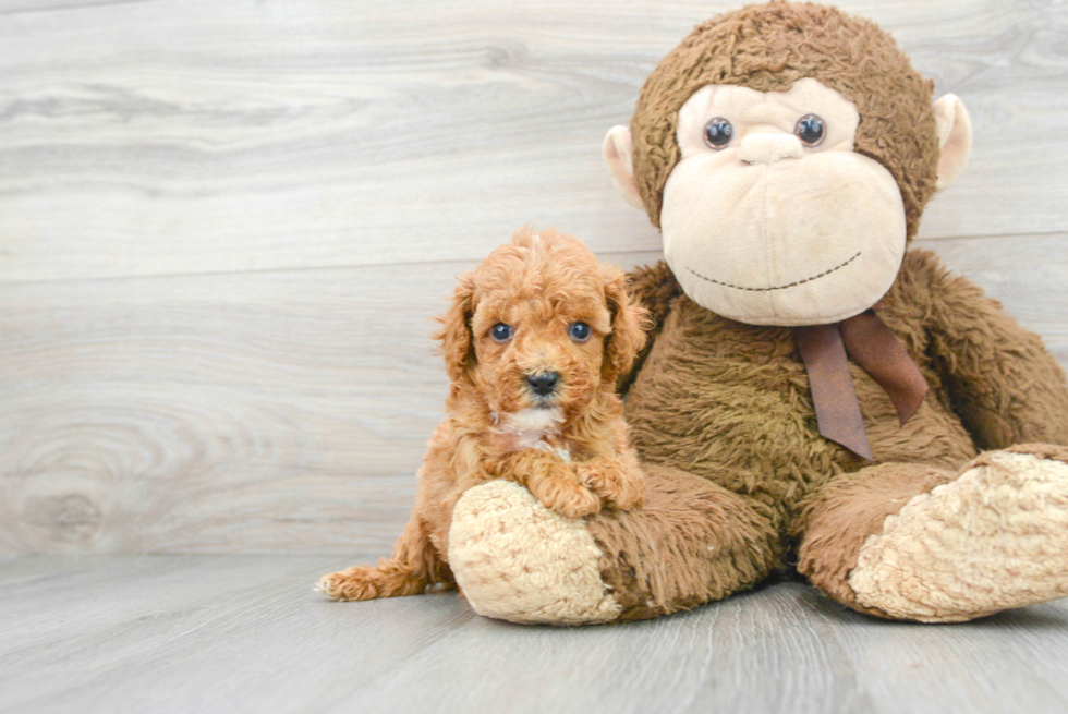 Cavapoo Puppy for Adoption