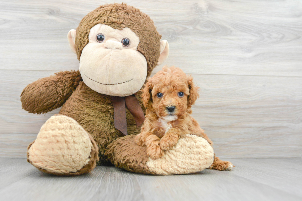 Best Cavapoo Baby