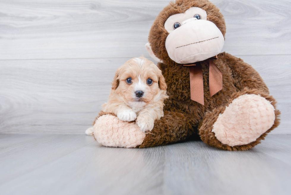 Cavapoo Pup Being Cute