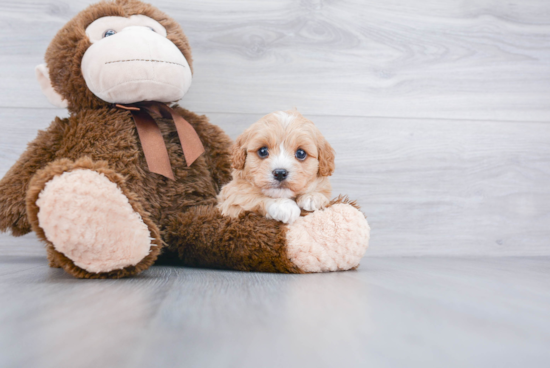 Fluffy Cavapoo Poodle Mix Pup