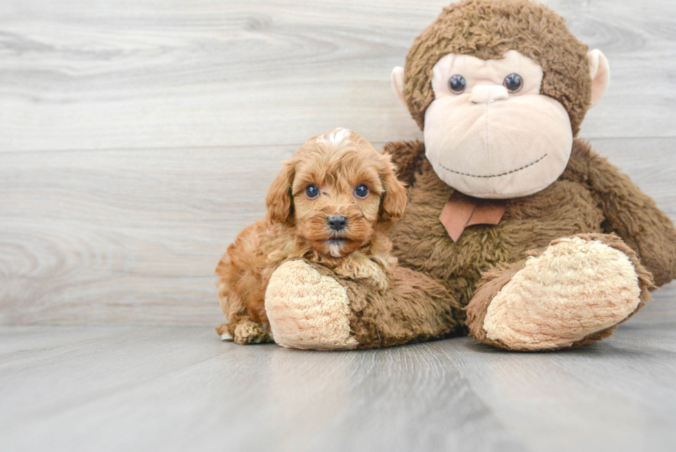 Hypoallergenic Cavoodle Poodle Mix Puppy