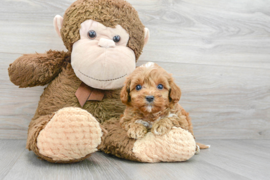 Best Cavapoo Baby