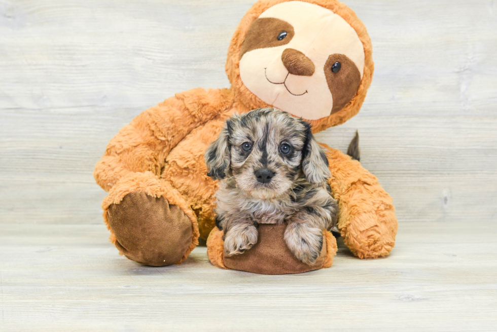 Smart Cavapoo Poodle Mix Pup