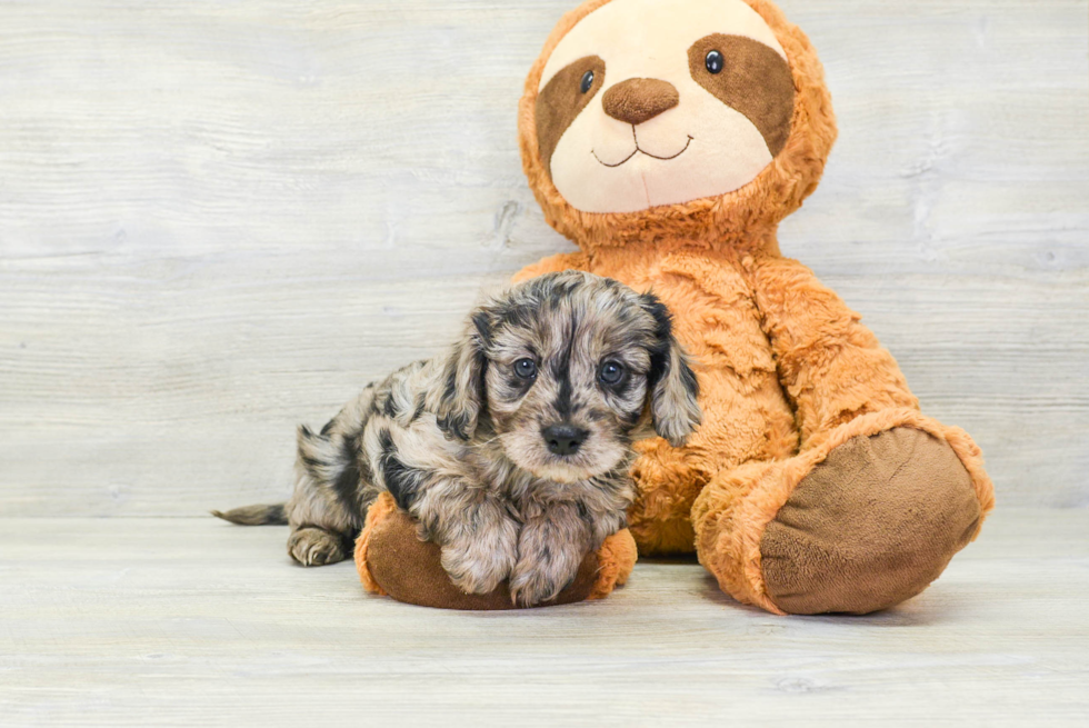 Adorable Cavoodle Poodle Mix Puppy