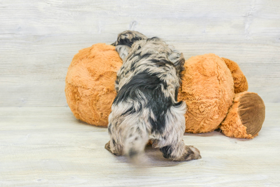 Happy Cavapoo Baby