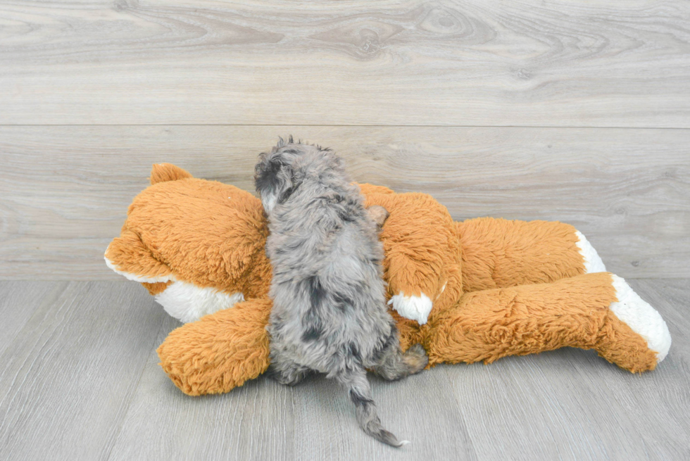 Cavapoo Pup Being Cute