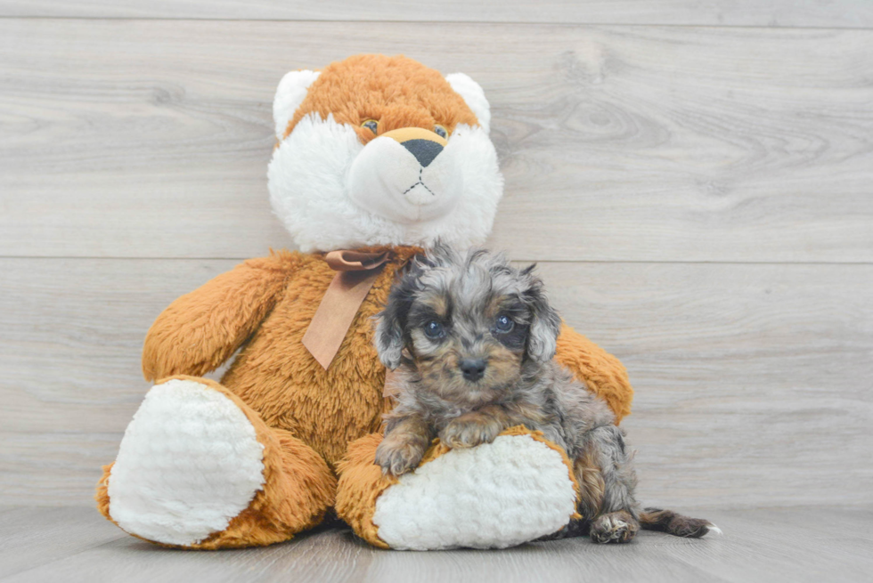 Little Cavoodle Poodle Mix Puppy