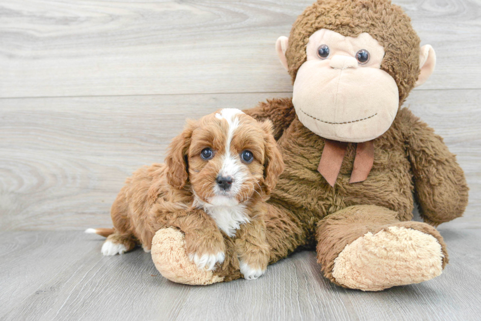 Little Cavoodle Poodle Mix Puppy