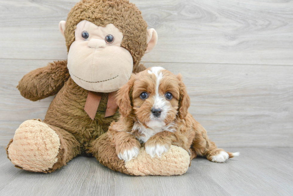 Energetic Cavoodle Poodle Mix Puppy