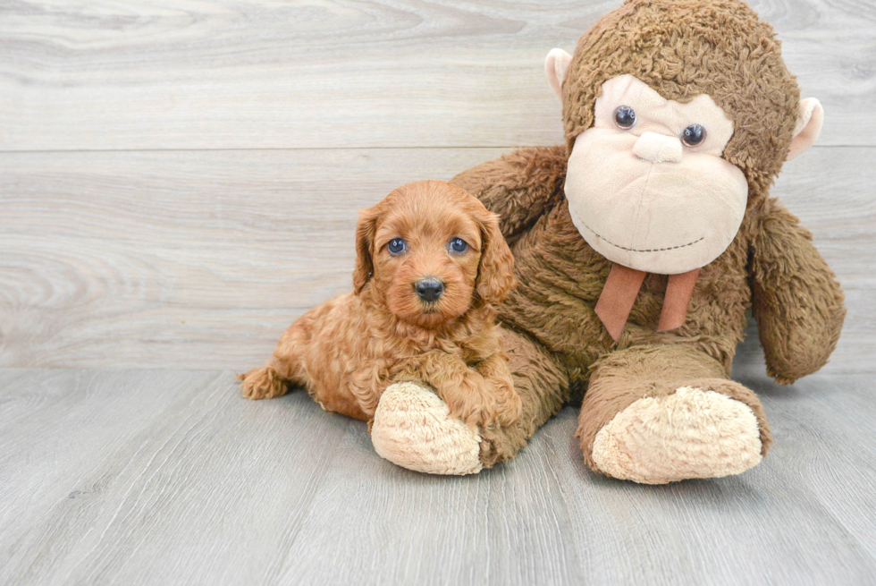 Small Cavapoo Baby