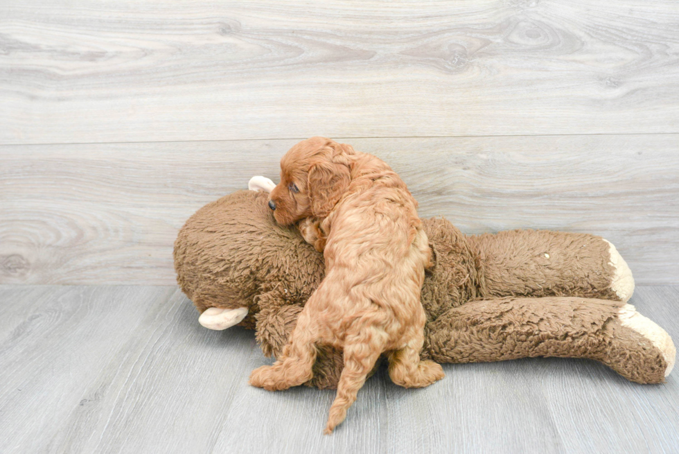 Popular Cavapoo Poodle Mix Pup