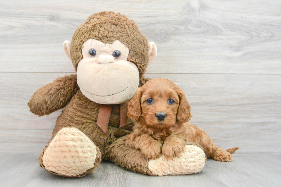 Popular Cavapoo Poodle Mix Pup