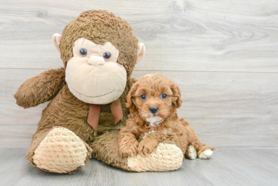 Best Cavapoo Baby