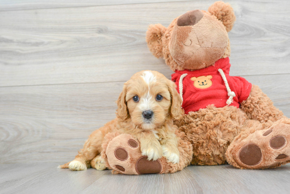 Cavapoo Pup Being Cute