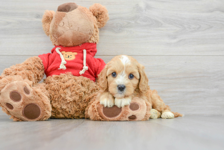 Cavapoo Pup Being Cute