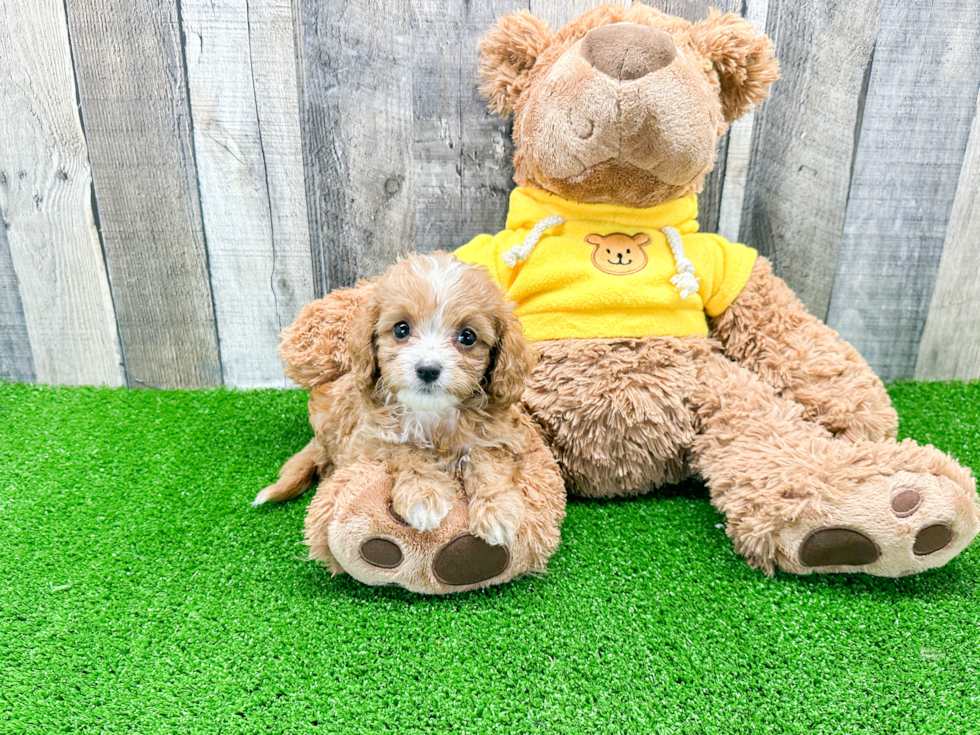 Energetic Cavoodle Poodle Mix Puppy