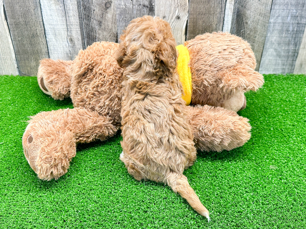 Cavapoo Pup Being Cute