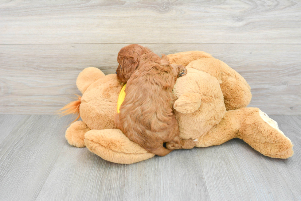 Cavapoo Puppy for Adoption