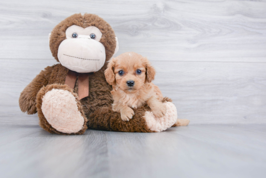 Small Cavapoo Baby